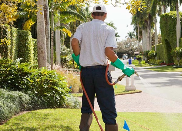 About Angelus Oaks CA Pest Control Pros